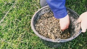 Как посеять люцерну вручную. Посев с ячменем