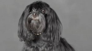 29.03.25.с солнечным днём_доклад про Масика(порода Петербургская орхидея) _работаю💪💪💪_клипы от Ку