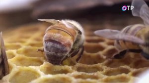 Уроки природы: как плесень и пчёлы учат нас оптимизации