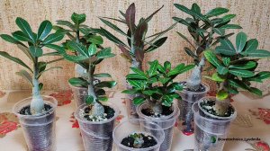 Адениумы(3 недели спустя после обрезки центрального корня)