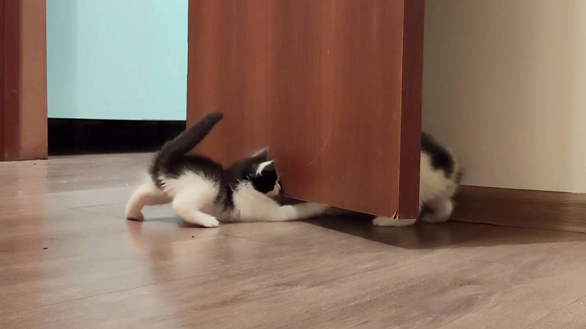 Видео с котятами, от которых невозможно оторваться. смотреть онлайн