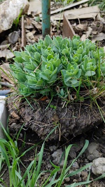 Оце так витривалість! Очиок 🧐🤔 #садок #garden #очиток #ук