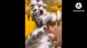 HP react to femHarry as Yosano Akiko (reupload)  ГП реакция на фемГарри как Йосано Акико(перезалив)