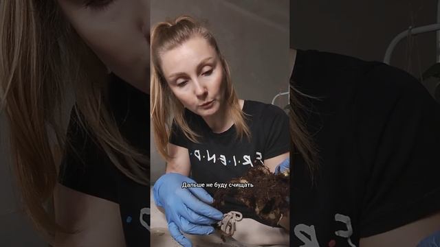 Пересаживала Стрелицию Регину , которая решила портит