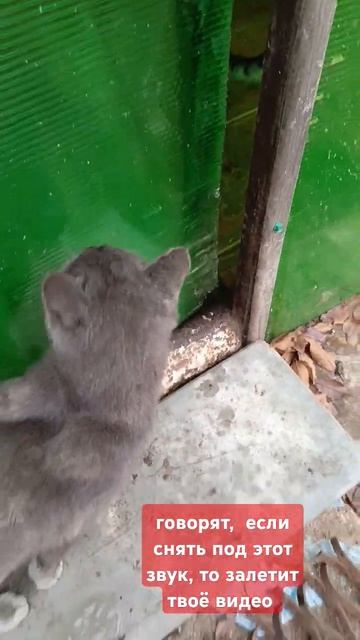 проверяем: точно. ли? 😄 смотреть онлайн