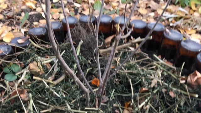 Много новых растений на участке. Уберём бархатцы и пок
