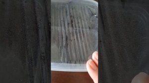 Дон Жуан - виноград девичий. Сажаю семенами.