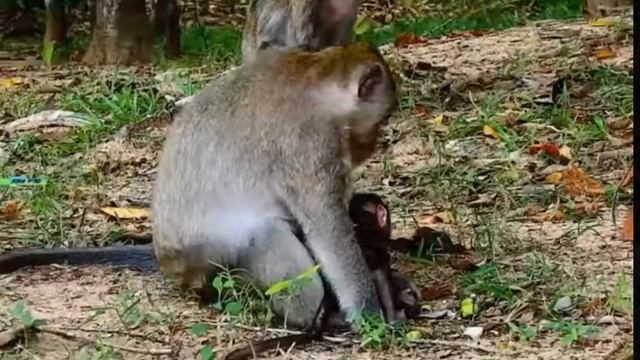 Несколько дней оператор снимал макаку ... 1000006460.mp4 смотреть онлайн