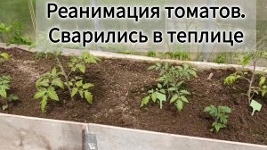 Реанимация томатов. Сварились в теплице