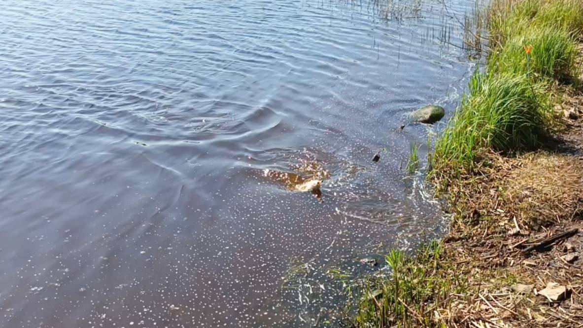 17 МАЯ 2025 ЛЕЩ