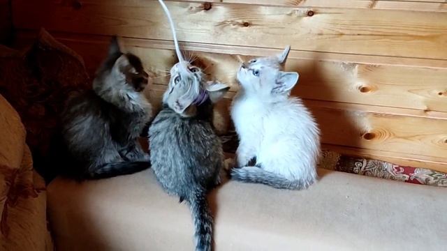 котята май 2025