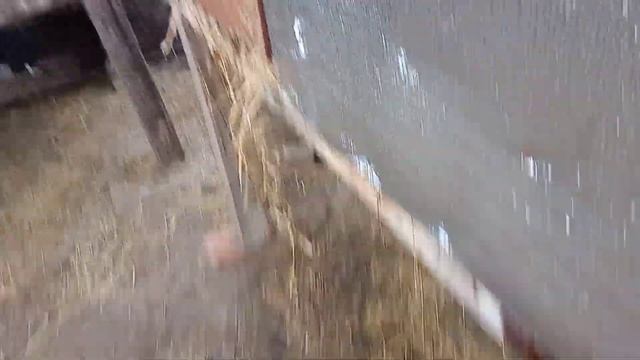 пересадка молодняка Бургундии.