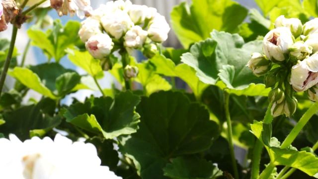 #32. Западный балкон №2. Леона Лель Пригожий, Ю Третий Рим. 23 июля 2024 года.