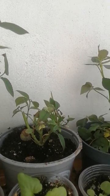 Роза Кордана белая. жизнь после пересадки день первый