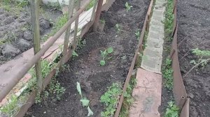 ВОСКРЕСНЫЕ ДАЧНИКИ 😍 ОГОРОД ВО 2-ОЙ ДЕКАДЕ МАЯ 😍 КАКИЕ РАБОТЫ СДЕЛАНЫ, КАКИЕ ЕЩЕ ПРЕДСТОИТ 👍