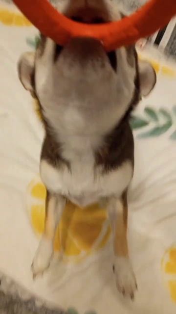 Солнышко лучистое любит скакать... смотреть онлайн