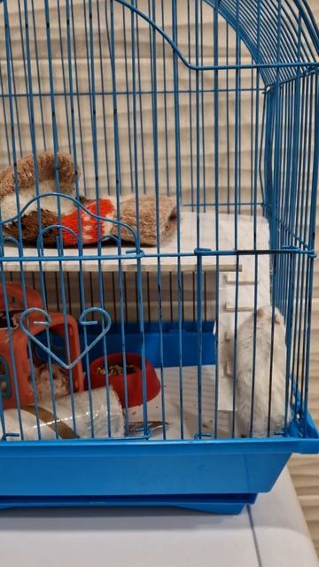 Хомяк- мощь! Залезть на висячую лестницу смотреть онлайн