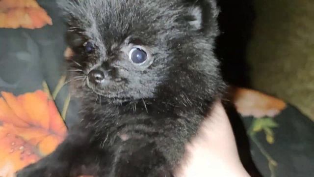 Чёрная девочка шпица уехала в новый дом. Осталась одна. #шпиц #щенок