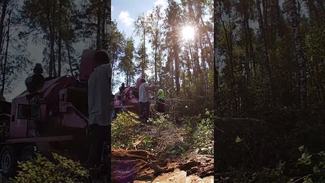 Расчистка участка! Профессиональное удаление деревье