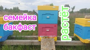 Расширение пчёл вторым корпусом. Пчеловодство.