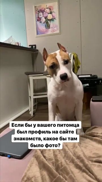 Амстафф мечтает познакомиться #shorts #staffordshire #staff смотреть онлайн