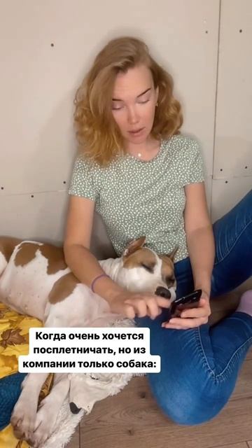 Амстафф собака компаньон #shorts #shortvideo #staff #amstaff #subscribe смотреть онлайн