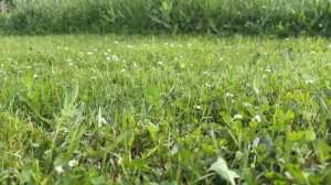 Чем мы косим газон. Бензиновая самоходная газонокосил