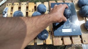 Диплоидная слива Блэк Спрлендор/Plum Black Splendor