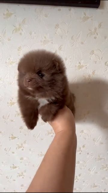 В ожидании мамы.