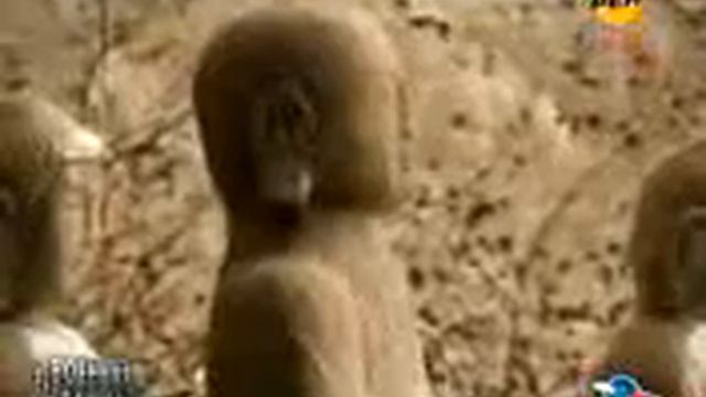 Удары ладонью