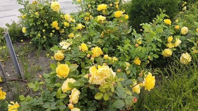 фоновая музыка, энигма. прекрасное исполнение.прекрасные розы 🌹 смотреть онлайн