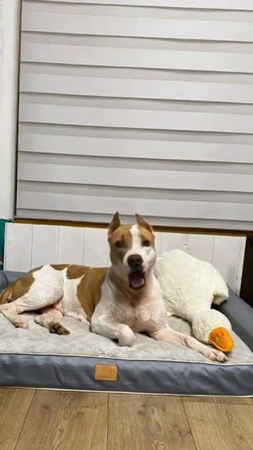 Собака поет песню #собака #мем #memes #americanbully #pitbull #doglife #амстафф #стаффорд смотреть онлайн