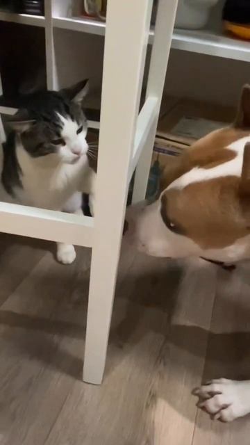 Кот мучает Амстаффа #shorts #subscribe #shortvideo #staff #amstaff смотреть онлайн