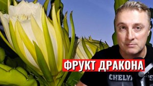 Фрукт дракона. Сотни манго. Ананасы и бананы. Сладкая картошка - как засадить весь континент.