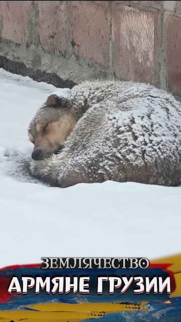 Армяне Ахалкалаки смотреть онлайн