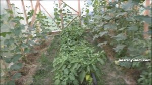 Теплица 6х6м из бруска 50х50мм