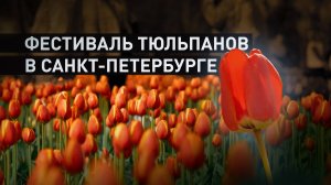 XIII Фестиваль тюльпанов открылся на Елагином острове в Санкт-Петербурге