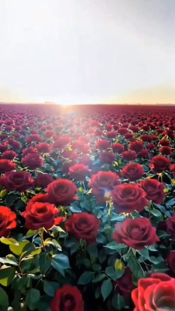 Тютчев о любви #стихи #стихиолюбви #хендмейд