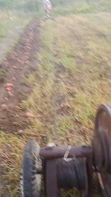 пробуем копать картошку электроплугом часть 1. смотреть онлайн