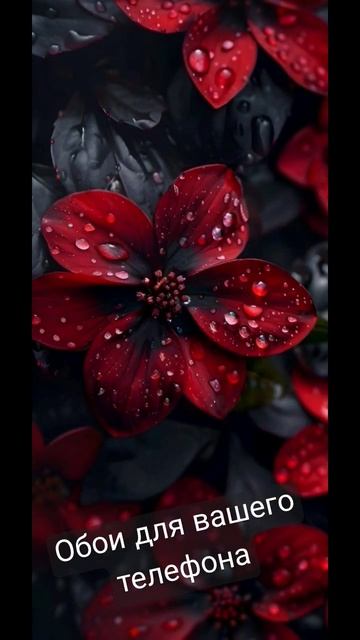 Обои для вашего телефона #обои #walpaper #beautiful смотреть онлайн