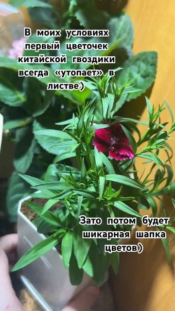 #растения #цветы #гвоздика