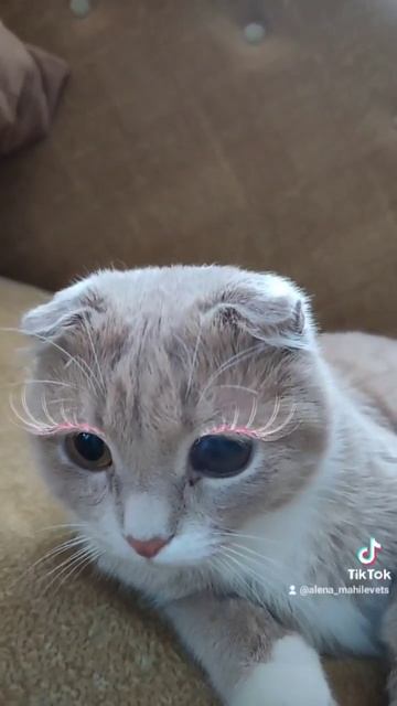 кот Семен #Кот Семён #котэ #котенок #cat смотреть онлайн