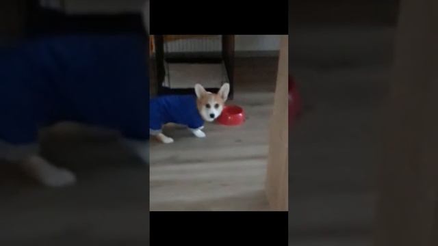 Привезли комбинезон!