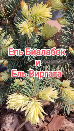 Ель Биалабок и ель Виргата