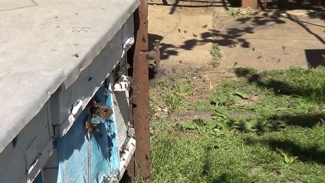 Пчелиный облёт смотреть онлайн