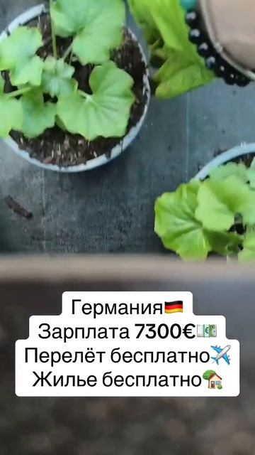 Работа в Германии. tg: rabotarfrur смотреть онлайн