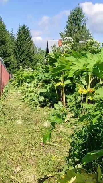 Покос Борщевика Мульчером Вездекос #борщевик смотреть онлайн