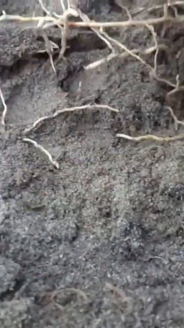 Находим серебряную чешую!)Поиск в лесу #metaldetecting #коп #coi смотреть онлайн