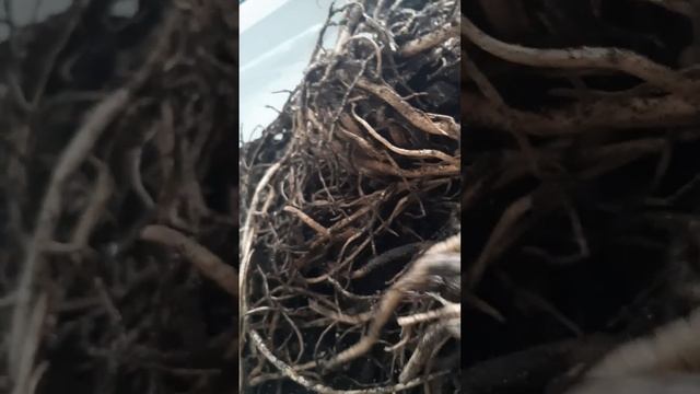 Деление и пересадка ЗАМИОКУЛЬКАСА🌿#замиокулькас#пер