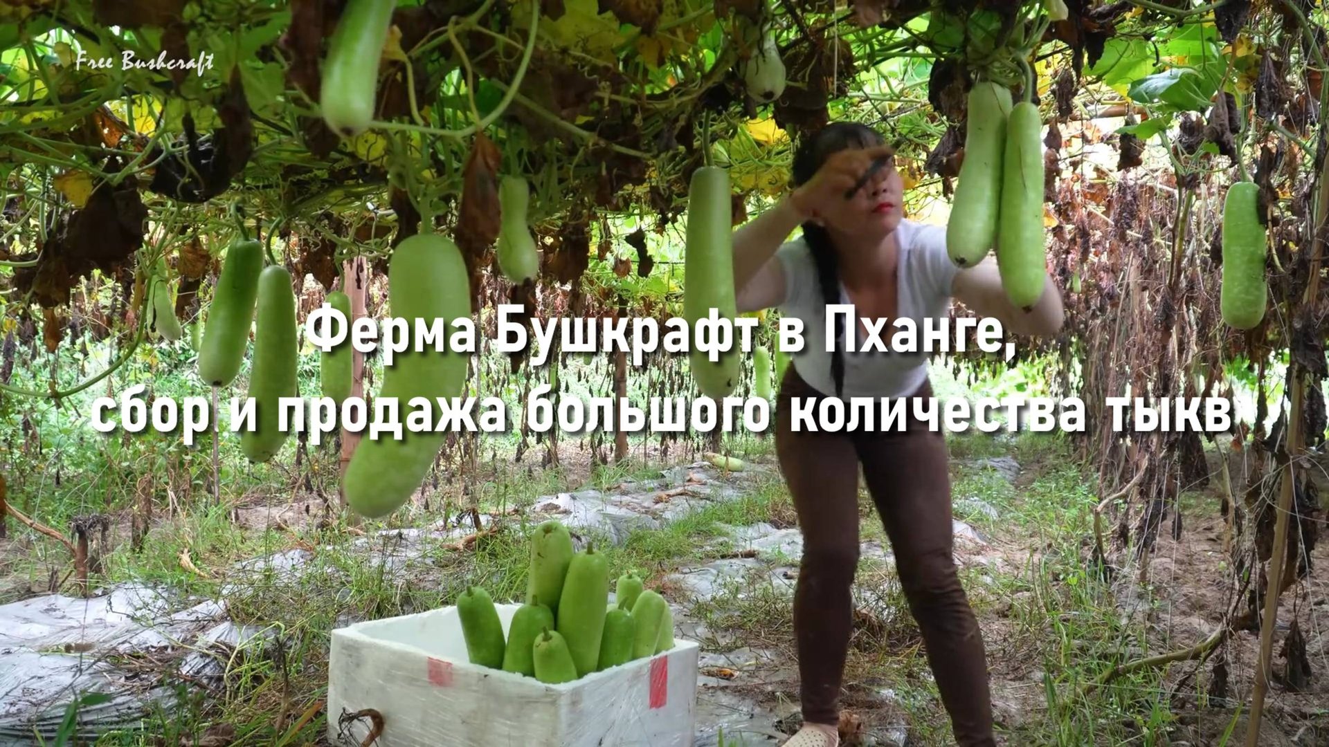 Ферма Бушкрафт в Пханге,сбор и продажа большого количества тыкв смотреть онлайн
